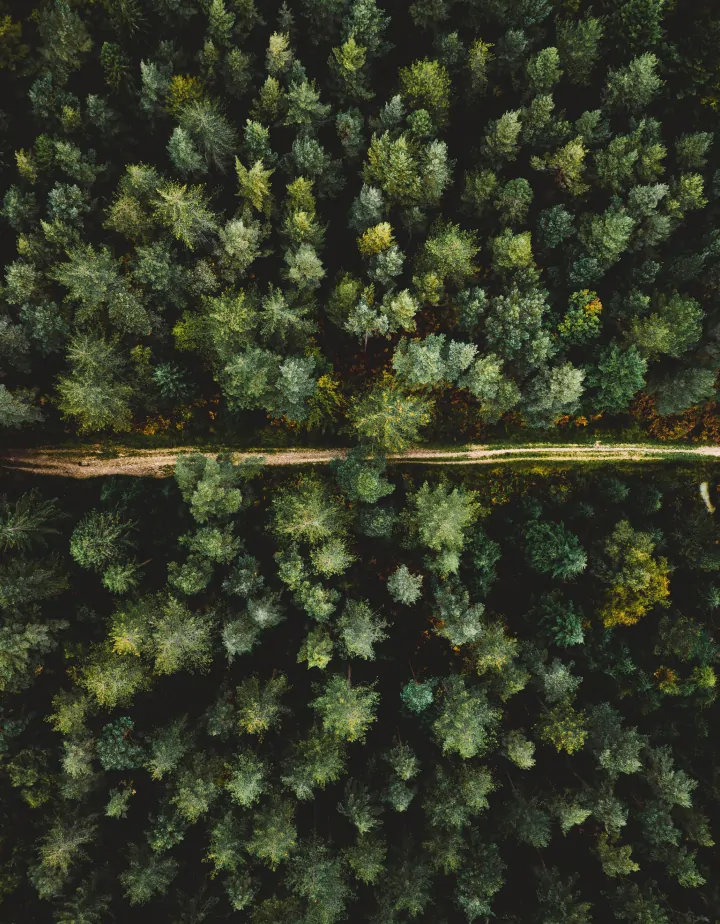 Overhead view of pine tree forest like those in Idyllwild California
